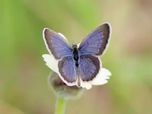 Dorsal view (male)