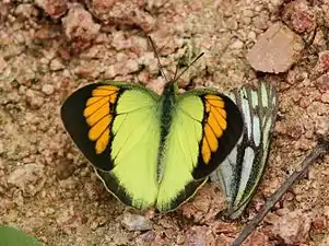 Dorsal view (male)