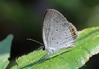 Ventral view