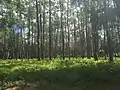 Florida Longleaf Pine Sandhill near the entrance