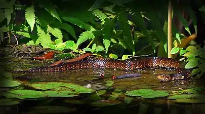 Florida Water Snake in Avila, Tampa, Florida