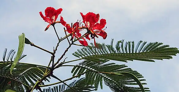 Flower, leaves & pods (Kolkata, West Bengal, India)