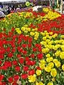 Flower street- Goyang International Flower Festival