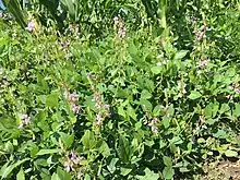 Flowering Desmodium spp.