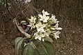 Flowers and leaves of the Esquilinchuche Tree