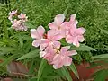 Flowers of N. oleander in West Bengal