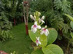 Buds and flowers in West Bengal, India.