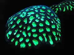 Fluorescent coral