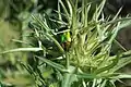 Protaetia cuprea ignicollis feeding on a thistle