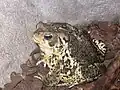 American toad (Bufo americanus)