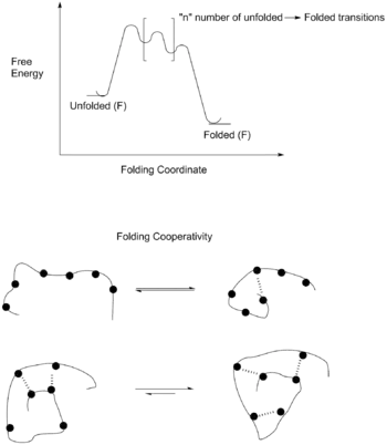 Free energy diagram of the folding of a foldamer.