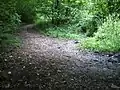 Paths in Caswell Woods