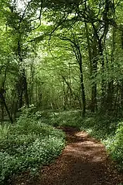 Footpath near Lippets Grove