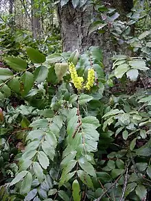 A low shrub with long branches with spiny leaves is blooming at the base of a large tree. The shrub's two or three yellow blooms are vertical and conical.