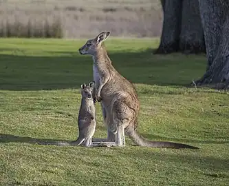 female with joey M. g. tasmaniensis