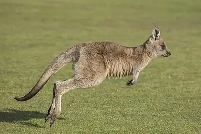 juvenile M. g. tasmaniensis