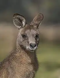 adult M. g. tasmaniensis