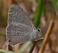 Male in Hyderabad