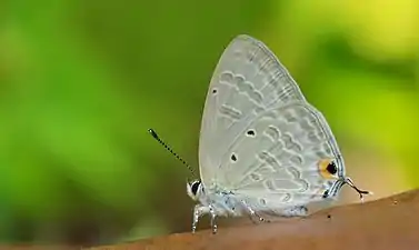 Ventral view