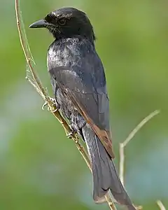 Eastern race D. a. fugax is somewhat smaller than the nominate.