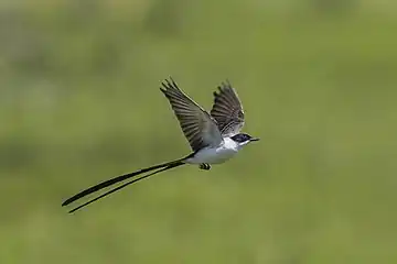 in flight