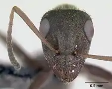 Detail of head