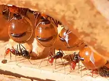 Image 22In honeypot ant repletes, the abdomens of the workers that hold the sugar solution grow vastly, but only the unsclerotised cuticle can stretch, leaving the unstretched sclerites as dark islands on the clear abdomen (from Arthropod exoskeleton)