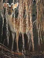 Formosan sika deer on Daqiu Island (Matsu National Scenic Area)