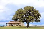 Fort Martin Scott - tree & building (in 2015)