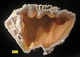 A nodule of gray fossilized coral which has been sliced in half with the halves lying opposite each other and showing the hollow center.