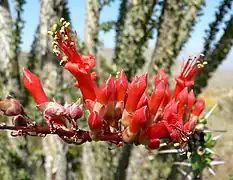 Fouquieria splendens