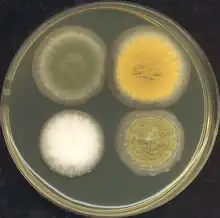 Four Aspergillus colonies grown at 37 °C (99 °F) for three days on rich media. The bottom two are A. oryzae strains.