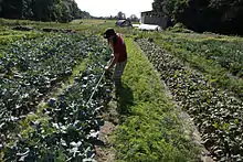 Four acres under cultivation