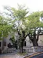 Elm (left) and nettle tree in front of the church at Fox-Amphoux