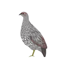 The Djibouti spurfowl