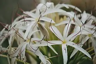 Crinum