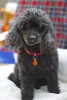 Black Poodle