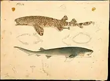 Banded wobbegong and broadnose sevengill shark