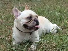 Cream French Bulldog