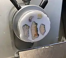 Fastening the chuck on the cryotome and cut relatively thick sections until the full tissue surfaces of interest are exposed