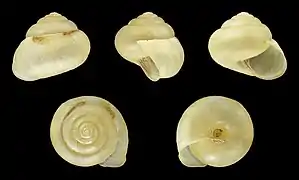 Shell