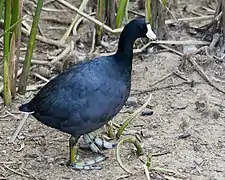 American coot