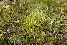 Gametophytes of Funaria hygrometrica with the sporophyte generation emerging from the tips of the plants.