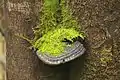 Fungus and moss on mountain ash trunk, Kalatha giant tree walk, Sylvia Creek Rd, Toolangi, Victorian Central Highlands, Australia