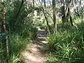 The Great North Walk at 34 kilometres (21 mi) from Macquarie Place, Sydney. The trail here follows the creek along the Berowra Valley.