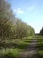 Site of the trackbed in 2009 on the Moss Valley spur, near Gatewen Colliery