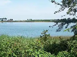 A lake surrounded by bushes and grasses huge needles