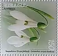 An Armenian post stamp showing the Galanthus artjuschenkoae Gabrieljan.