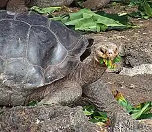 An adult tortoise with a mouthful of green leaves.