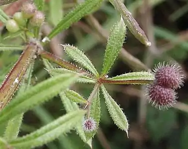 Galium aparine, closeup with leaves and fruit, from Cologne, Germany